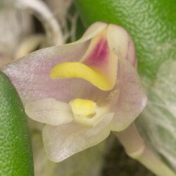 Dendrobium lichenastrum var. prenticei - detail.jpg