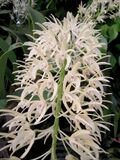 Dendrobium speciosum 1.jpg