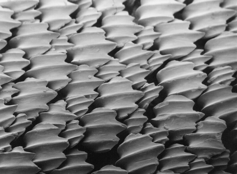 File:Denticules cutanés du requin citron Negaprion brevirostris vus au microscope électronique à balayage.jpg
