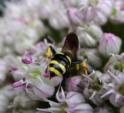 Digger Wasp. possibly female Ectemnius continuus (35921874450).jpg