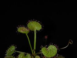 Drosera prolifera.jpg