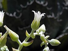 Dudleya albiflora 3.jpg