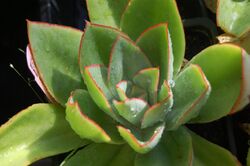 Echeveria subrigida1.jpg