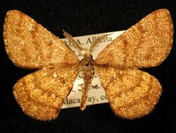 A golden-brown moth pinned to a card on display. The wings are spread widely and the antenna are comblike on both sides.