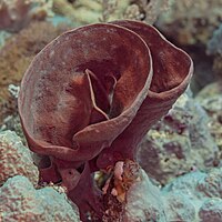 Esponja (Callyspongia crassa), mar Rojo, Egipto, 2023-04-16, DD 24.jpg