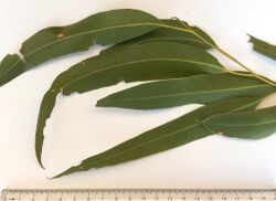 Eucalyptus viminalis - adult leaves.jpg