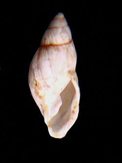Eudolichotis distorta shell.jpg