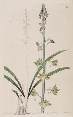 Eulophia gracilis - Bot. Reg. 9 pl. 742 (1823).jpg