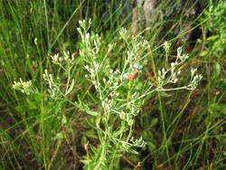 Eupatorium mohrii.jpg