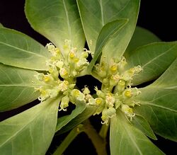 Euphorbia dentata3 ies.jpg