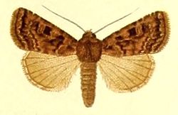 Illustration of the moth showing patterned brown upper wings and cream coloured lower wings