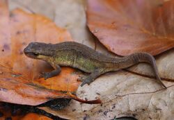 Brown, rouhg-skinned newt on leave litter