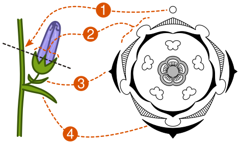 File:Floral diagram and plant material.svg