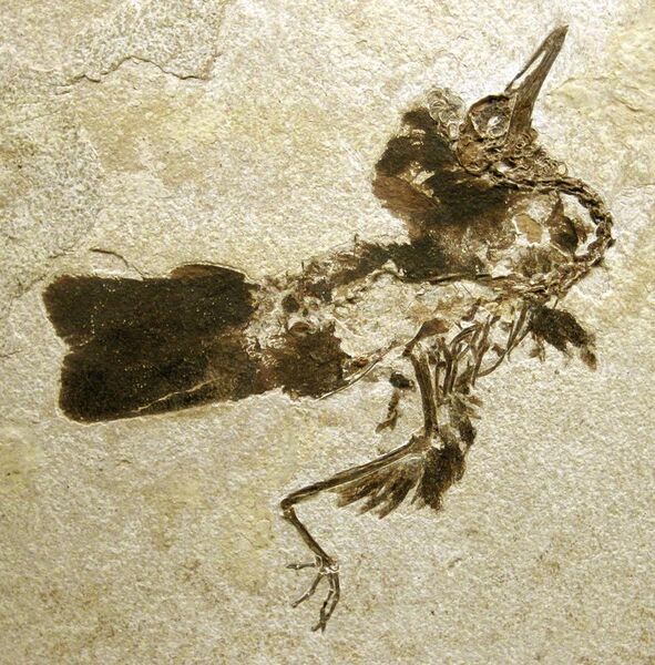 File:Fossil bird (Green River Formation, Lower Eocene; Fossil Lake Basin, southwestern Wyoming, USA) (15529177925).jpg