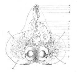 Gastrodiscoides hominis longitudinal section.png