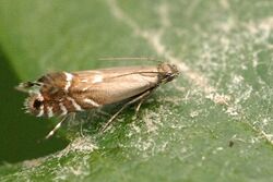 Glyphipterix.simpliciella.-.lindsey.jpg