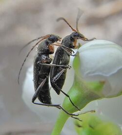 Grammoptera ruficornis couple.JPG