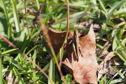 Grasshopper (Chorthippus maritimus ssp. maritimus) (22290806582).jpg