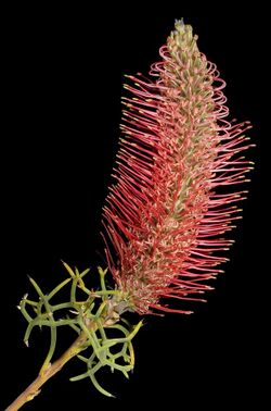 Grevillea paradoxa - Flickr - Kevin Thiele.jpg