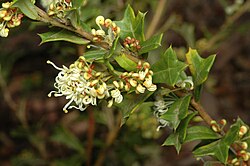 Grevillea trifida.jpg