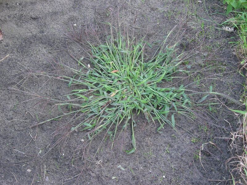 File:Harig vingergras plant (Digitaria sanguinalis).jpg