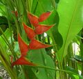 Heliconia stricta (9712499425).jpg