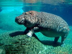 Hippopotamus in San Diego Zoo.jpg