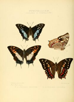Illustrations of new species of exotic butterflies Charaxes III.jpg