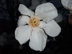 Kobushimodoki Flower.JPG