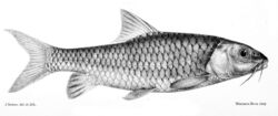 Labeobarbus batesii.jpg