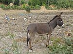 Lac Haïk-Ethiopie-Ane (1).jpg