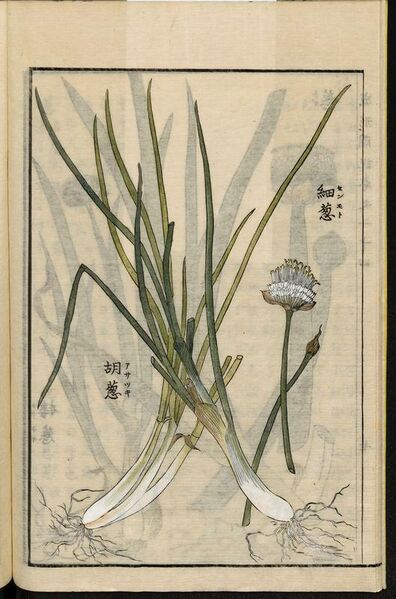 File:Leiden University Library - Seikei Zusetsu vol. 24, page 008 - 浅葱 - Allium schoenoprasum L., 1804.jpg