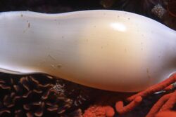 A light, flask-shaped egg case with the yellow yolk visible within, lying amongst coral branches