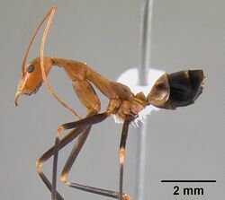 Leptomyrmex darlingtoni casent0012024 profile 1.jpg