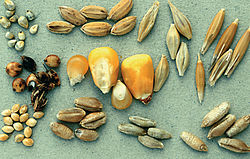 Les Plantes Cultivades. Cereals. Imatge 119.jpg