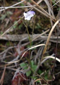 Lindernia monticola.jpg