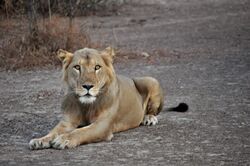 Lion au repos parc pendjari.jpg
