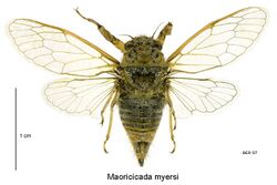 Maoricicada myersi female.jpg
