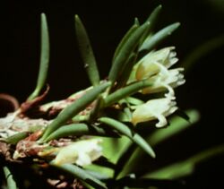 Maxillaria uncata - pl 2.jpg