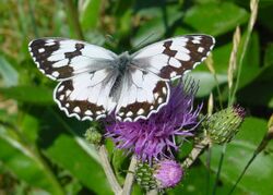 Melanargia lachesis.jpg