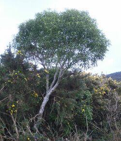 Melicytus lanceolata 12.JPG