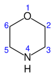 numbered skeletal formula of the morpholine molecule