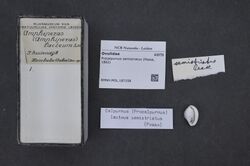 Naturalis Biodiversity Center - RMNH.MOL.187158 - Procalpurnus semistriatus (Pease, 1862) - Ovulidae - Mollusc shell.jpeg