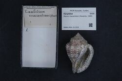 Naturalis Biodiversity Center - RMNH.MOL.211319 - Morum macandrewi (Sowerby, 1889) - Harpidae - Mollusc shell.jpeg