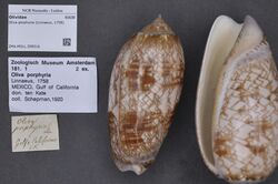 Naturalis Biodiversity Center - ZMA.MOLL.358516 - Oliva porphyria (Linnaeus, 1758) - Olividae - Mollusc shell.jpeg