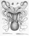 Octopus cyanea3.jpg