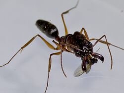 Odontomachus ant eating a captured Dohrniphora.jpg