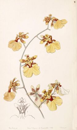 Oncidium reflexum (as Oncidium pelicanum) - Edwards vol 33 (NS 10) pl 70 (1847).jpg