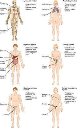 Organ Systems II.jpg