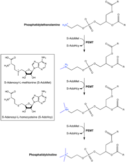 PEMT Enzyme-Catalyzed Reaction.png